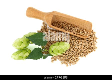 Frischer grüner Hopfenzapfen und Weizenkörner über Weiß Stockfoto