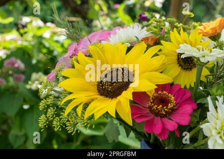 Sonnenblumen und Zinnien Stockfoto