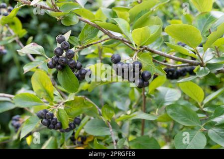 Aronia Beeren Stockfoto