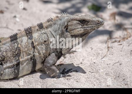 Mexikanischer Leguan, der auf einem Felsen in Tulum, Mexiko, ruht Stockfoto