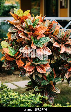 Bunte Rotonen - Codiaeum - Büsche, Die Auf Dem Fußweg Wachsen, Way Park Garden Stockfoto