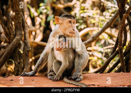 Goa, Indien. Haube Makak - Macaca Radiata Oder Zati Mit Neugeborenen Auf Dem Boden Sitzend. Affe Mit Kleinkind Baby Stockfoto