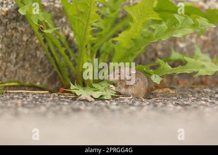 Niedliche grau-braune Hausmaus - Mus musculus - sitzt neben frischen grünen Blättern Stockfoto