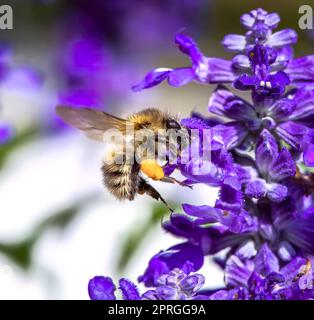 Gemeine Karderbiene auf einer violetten Salbeiblütenblüte Stockfoto