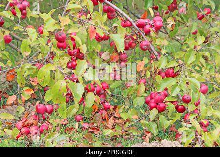 Paradiesäpfel hängen am Ast. Reife Malus prunifolia Stockfoto