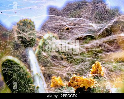 Großes Spinnennetz, mehrfach und in mehreren Lagen miteinander verwoben, darunter eine Kolonie von Trialeurodes vaporariorum, allgemein bekannt als Weißflocken oder g Stockfoto