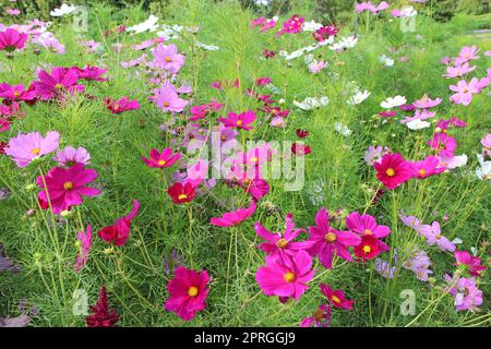 Farbige Blüten von Cosmos bipinnatus blühen auf dem Sommerblumenbeet Stockfoto