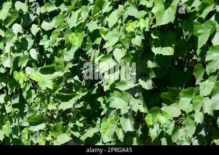 Textur einer Wand mit Efeu aus grünen Blättern in einem Weinberg in der Nähe überwuchert bis Stockfoto