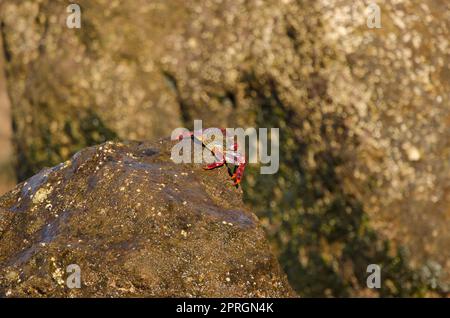 Krabben auf einem Felsen der Küste. Stockfoto