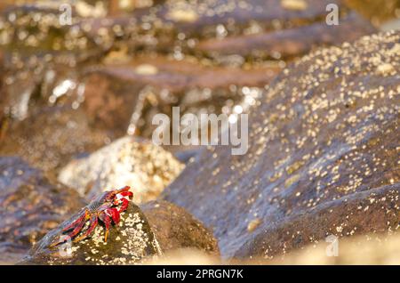 Krabben auf einem Felsen der Küste. Stockfoto