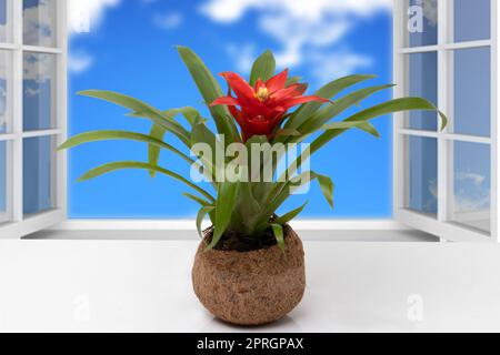 Nahaufnahme einer Bromeliadpflanze (Guzmania) in einem Kokos-Fibertopf auf dem Tisch vor offenen Fenstern mit einem abstrakten, unscharfen, natürlichen Wolkenhimmel. Stockfoto