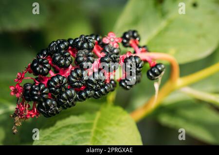 Phytolacca americana, die American Pokeweed oder einfach Pokeweed mit schwarzen Beeren Stockfoto