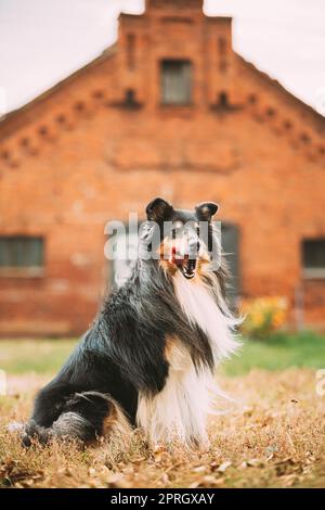 Tricolor Rough Collie, Funny Scottish Collie, Langhaarige Collie, Englisch Collie, Lassie Hund posiert im Freien in der Nähe des alten Hauses Stockfoto