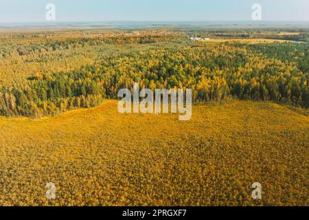 Belarus, Biosphärenreservat Berezinsky. Blick aus der Vogelperspektive auf den hölzernen Pfad vom Sumpf in den Wald am Sonnentag im Herbst. Panorama, Panoramaaussicht Stockfoto