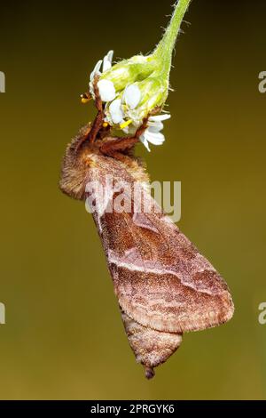 Ein Schneckenwurzelschmetterling an einer Blume Stockfoto