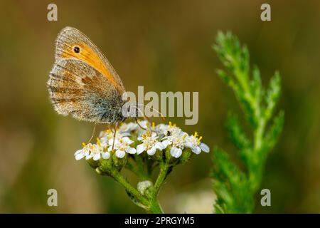 Ein kleiner Ochsenaugen-Schmetterling auf einer Blume Stockfoto