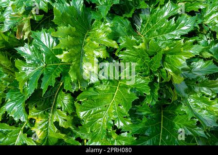 Die Blätter von Acanthus mollis Stockfoto