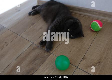 Britische Kurzhaarkatze beobachtet ihren bunten Ball. Stockfoto