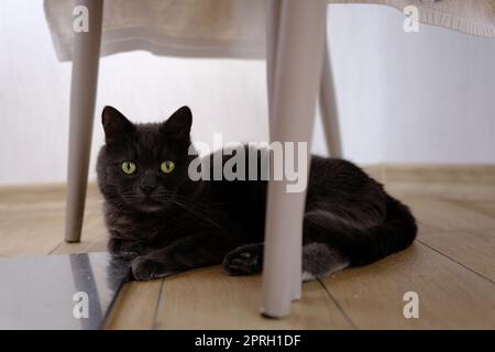 Britischer Kurzhaar-Katzenkopf mit grünen Augen unter dem Stuhl Stockfoto