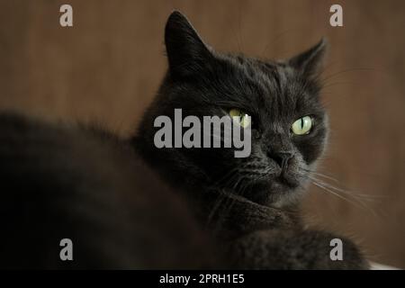 Britischer Kurzhaar-Katzenkopf aus der Nähe mit grünen Augen auf braunem Hintergrund. Stockfoto