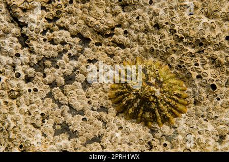 Azoren-Zwergfledermähne Patella aspera und Eichelschnecke Chthamalus stellatus. La Garita. Telde. Gran Canaria. Kanarische Inseln. Spanien. Stockfoto