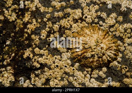 Azoren-Zwergfledermähne Patella aspera und Eichelschnecke Chthamalus stellatus. La Garita. Telde. Gran Canaria. Kanarische Inseln. Spanien. Stockfoto