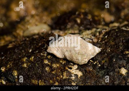 Muschel aus rotem Mund. Stockfoto