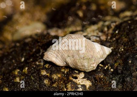 Schale aus rotmurriger Felsenschale Stramonita haemastoma. La Garita. Telde. Gran Canaria. Kanarische Inseln. Spanien. Stockfoto