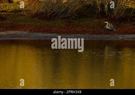 Grauer Reiher am Rand eines Teiches. Stockfoto