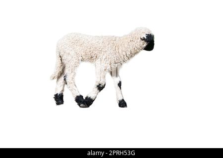 Schwarz-weißes Lamm isoliert, bearbeitet. Nutztier vom Bauernhof. Kleines Säugetier mit Wolle. Baby-Tier aus der Natur Stockfoto