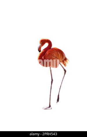 Flamingo, isoliert, abgelöst, zum Bearbeiten. Rosafarbener Vogel. Elegantes Gefieder. Tropischer Vogel. Single im Stehen Stockfoto