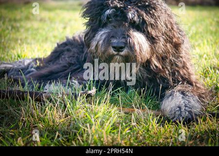 Schwarzer Goldendoodle liegt auf dem Rasen mit einem Stock. Treuer Begleiter, der auch als Therapiehund geeignet ist. Haustierfoto eines Haustieres Stockfoto