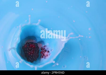 Brombeeren, die in Milch oder Joghurt spritzen, blaue Lebensmittel, Fruchtmilchshake-Flüssigkeit Stockfoto