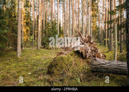 Der Stamm Der Gefallenen Alten Kiefer. Windfall Im Wald. Sturmschaden. Gefallener Baum Im Nadelwald Nach Starkem Hurrikan Wind. Stockfoto