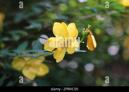 Rose von Sharon gelbe Blume in Nahaufnahme Stockfoto