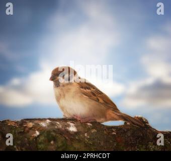 Spatz. Spatzen sind eine Familie kleiner Passanten, Passeridae. Sie werden auch als echte Spatzen oder Spatzen aus der alten Welt bezeichnet, Namen, die auch für eine bestimmte Gattung der Familie verwendet werden, Passer. Stockfoto