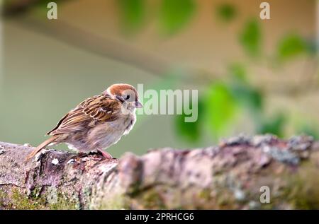 Spatz. Spatzen sind eine Familie kleiner Passanten, Passeridae. Sie werden auch als echte Spatzen oder Spatzen aus der alten Welt bezeichnet, Namen, die auch für eine bestimmte Gattung der Familie verwendet werden, Passer. Stockfoto