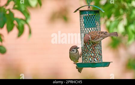 Spatz. Spatzen sind eine Familie kleiner Passanten, Passeridae. Sie werden auch als echte Spatzen oder Spatzen aus der alten Welt bezeichnet, Namen, die auch für eine bestimmte Gattung der Familie verwendet werden, Passer. Stockfoto