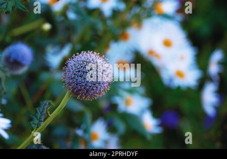 Globe Thistle Blumen. Blue Globe Thistle Flowers, bekannt als Echinops und standhafte Staude. Lateinisches Echinops exaltatus. Stockfoto