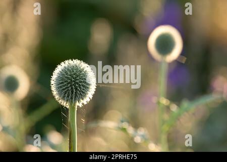 Globe Thistle Blumen. Blue Globe Thistle Flowers, bekannt als Echinops und standhafte Staude. Lateinisches Echinops exaltatus. Stockfoto