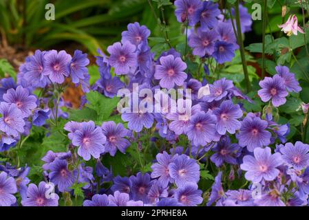 Schöne blühende Blüten. Gartenblumen wachsen draußen. Stockfoto