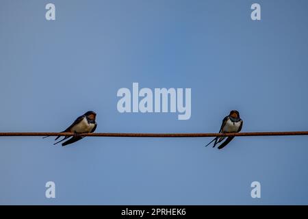 Rauchschwalben Stockfoto