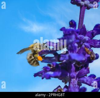 Makro einer gemeinen Carderbiene auf einer violetten Salbeiblüte Stockfoto