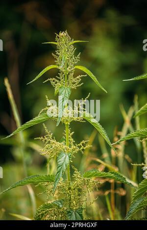 Zweige Der Wildpflanzenschar - Brennnessel - Urtica Dioica Im Sommer Frühling Wiese. Nahaufnahme Stockfoto