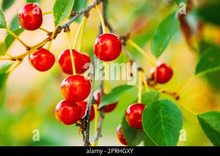 Rote reife Kirsche Beeren Prunus subg. Cerasus auf Baum im Sommer Obst Garten Stockfoto