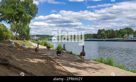 Wildgänse auf dem Fluss während eines Spaziergangs. Der Rest der Vögel soll sich ernähren und ausruhen. Stockfoto