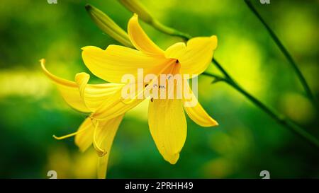 Wunderschöne gelbe Lilie mit wunderschönem Bokeh. Grüne Blätter vervollständigen die Farbharmonie. Stockfoto