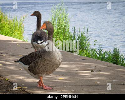 Wildgänse auf dem Fluss während eines Spaziergangs. Der Rest der Vögel soll sich ernähren und ausruhen. Stockfoto