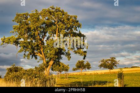 Ein sonniger Tag im Saarland mit Blick über Wiesen in das Tal. Baum im Vordergrund Stockfoto