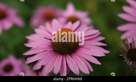 Nahaufnahme einer Blüte einer wunderschönen Blume. Detaillierte Einzelaufnahme. Stockfoto